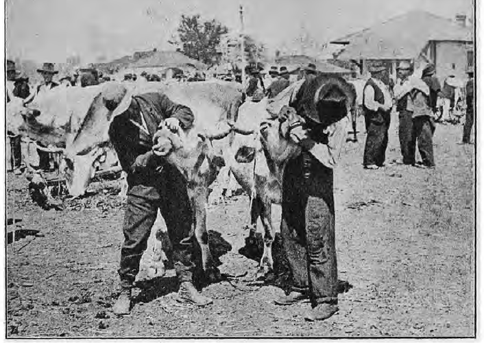 Panairul de la Medgidia – Marele Târg al Dobrogei